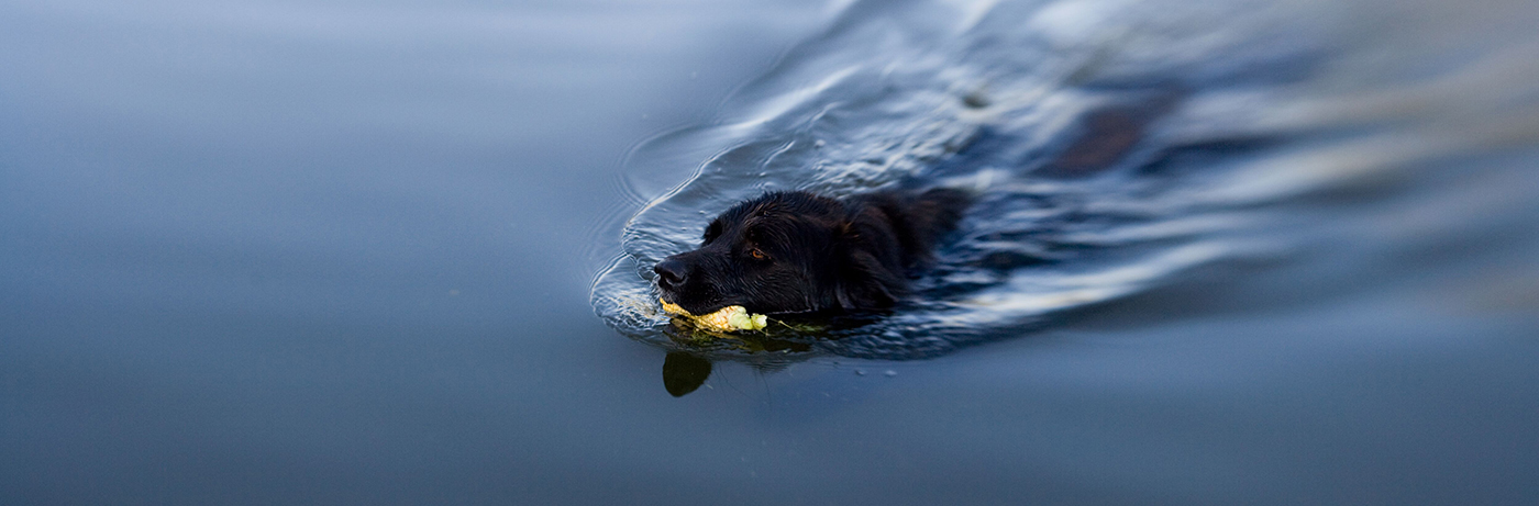 un chien dans l'eau